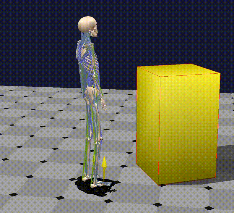 Representación biomecánica de articulaciones y movimiento humano